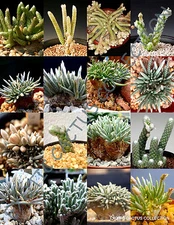  AVONIA MIX variety rare exotic flowering succulent cactus plant seed - 15 SEEDS
