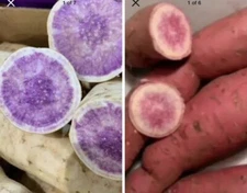 5 Okinawa Sweet Potato Slips + 5 Radiosa Sweet Potato Slips