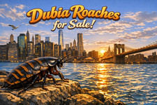 Adult Dubia Male Roaches/Feeder Male Dubia Roaches -Live Arrival - Free Shipping