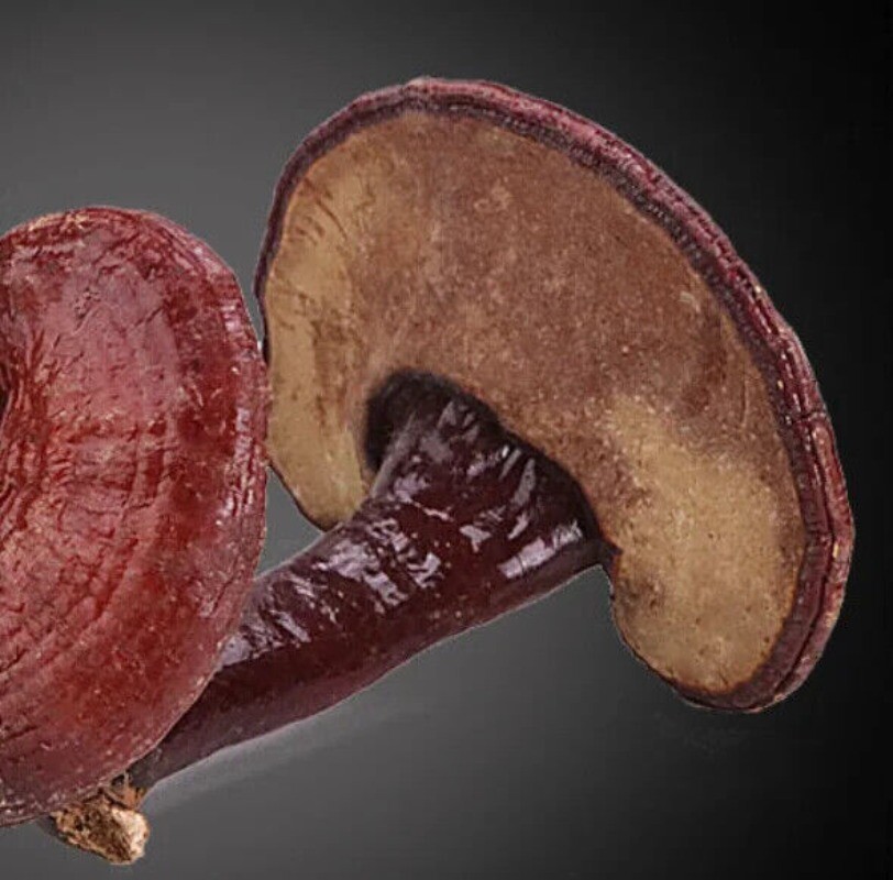 500g Bulk Supply Reishi Pilz Tee Vorteile in guten Preis Reishi Verkauf Online