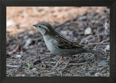 Spatz im Garten Gerahmtes Wandbild Poster Leinwanddruck Bild