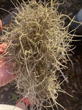 Fresh Live Spanish Moss from NorthernFlorida - 1 Gallon size bag- Air Plant