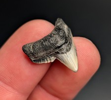 Unique Tiger Shark Tooth NC Gem Megalodon Era