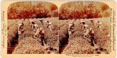 Stereo Foto Japan, Picking the famous Uji Tea near Kyoto, Teepflücker - 10597926