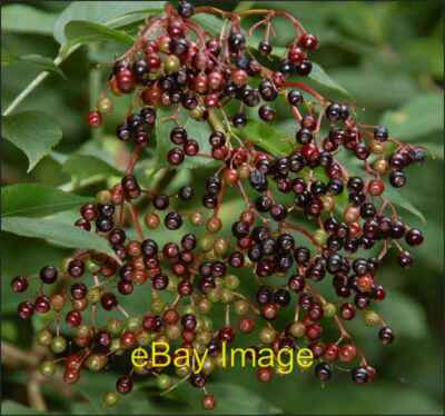 Photo 6x4 Berries, Killynether Wood Newtownards Some of the fruit growing c2007