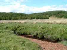 Photo 6x4 Bog and forest Achahoish  c2009