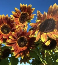 Earthwalker Sunflower 30 Seeds Heirloom Non-GMO Drought Tolerant
