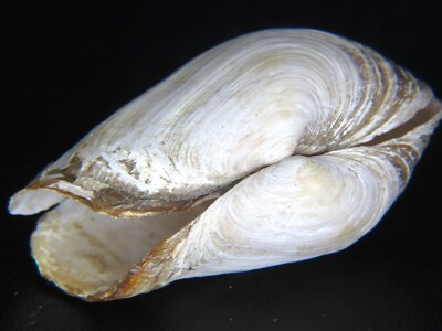 MYA TRUNCATA: RARELY SEEN COLD-WATER BIVALVE @53.89MM-SHIPPED IN A PLASTIC CONT!