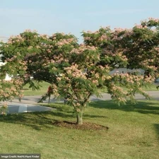 Mimosa Tree 1ft Tall Now