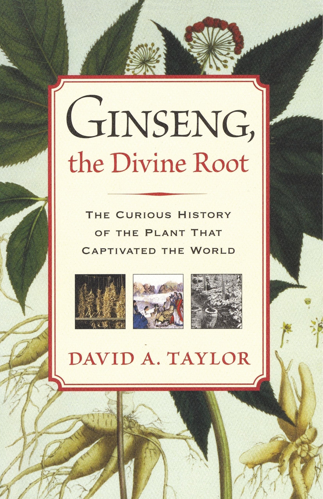 Thumbnail - David A. Taylor | Ginseng, The Divine Root | Taschenbuch | Englisch
