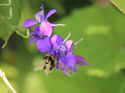 Garten Feldrittersporn