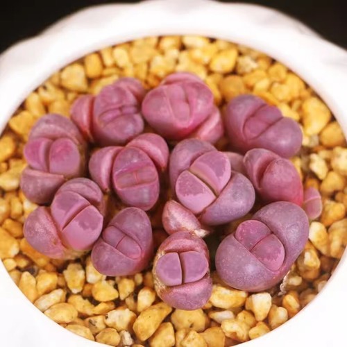 10pcs 1.2cm Succulent Plant Lithops Optica Rubra Aizoaceae Home Garden Beautiful - Picture 6 of 6
