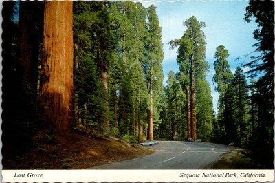 Sequoia National Park California Lost Grove Trees Continental Postcard A642