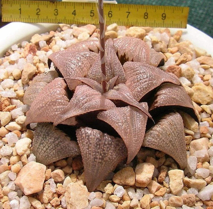 Haworthia cv "Aluminium Star" nice Succulent plant
Opens in a new window or tab