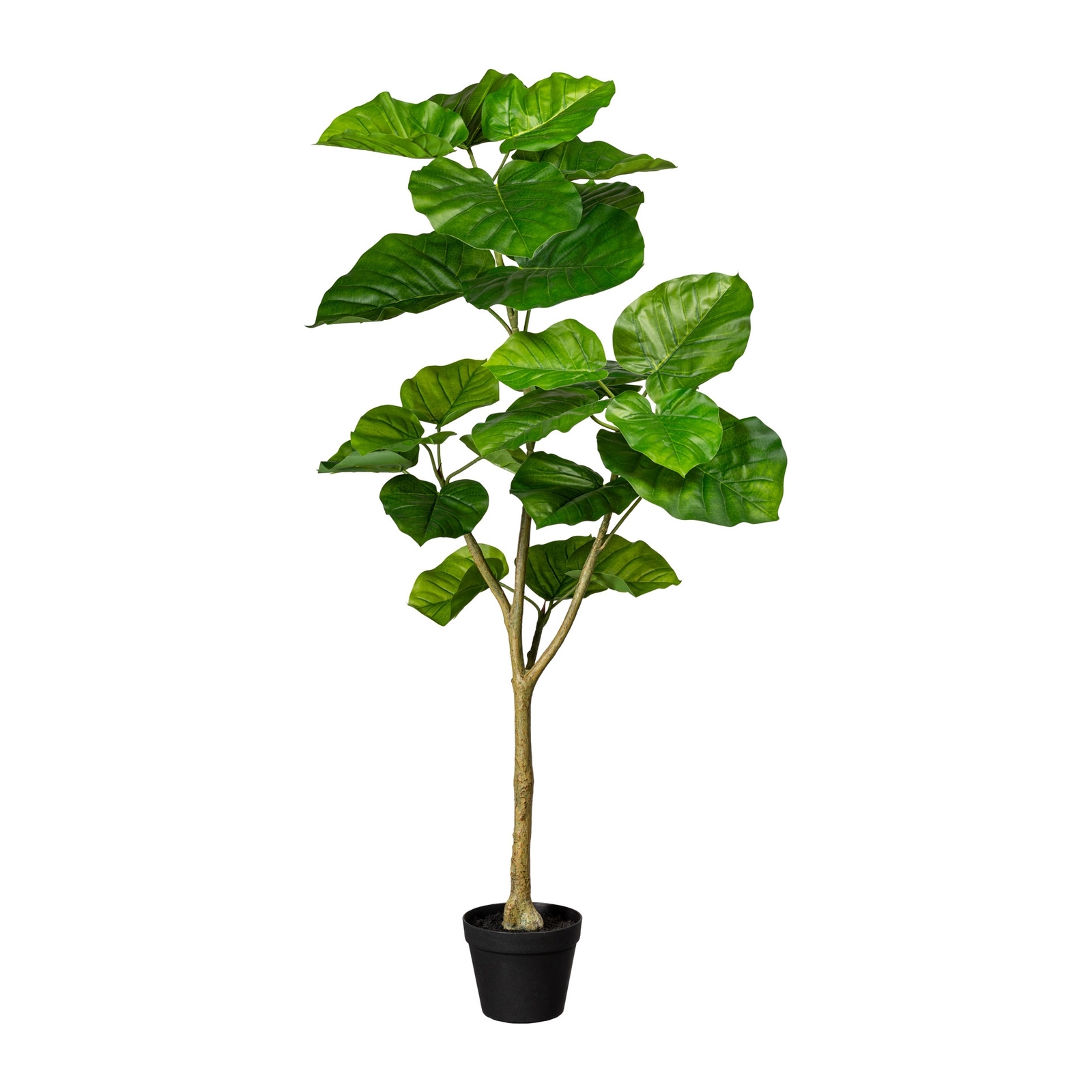 Ficus umbellata 25 Bl., ca 125cm, grün, im Kunststofftopf 16x13cm, mit Erde Kuns