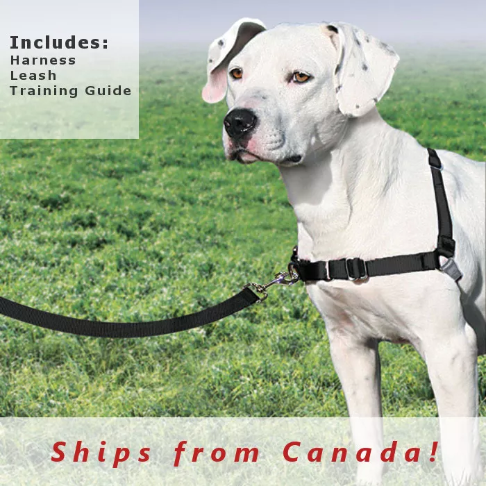 True about easy walk cheap harness