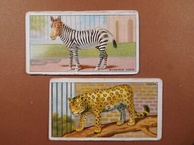 B.MORRIS ZIGARETTENKARTEN ''Tiere im Zoo'' Nr10/43