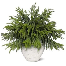 Pcs Real Touch Norfolk Pine Branches, Artificial Christmas Green Plants 40