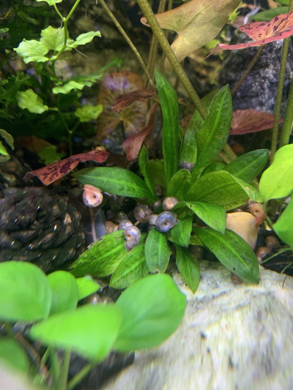 20 + 5 FREE Live Aquarium & Pond Snails Freshwater ( RAMSHORN ) Plus Stems Plant