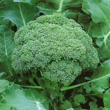 Broccoli Seeds, Green Sprouting Calabrese, NON-GMO, Heirloom, 