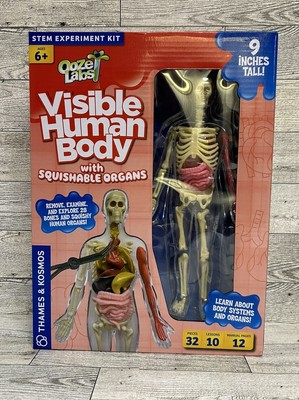 SmartLab Squishy Human Body Anatomy Educational Steam  Body Part Doll Mannequin