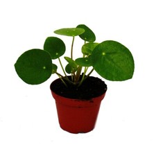 Mini - Pilea peperomioides - Glückstaler - Bauchnabelpflanze im 5,5cm Topf