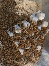 100 Regular Mealworms, Organically Grown