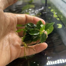 Anubias Nana Petite - Free Shipping - BUY 3 GET 1 FREE