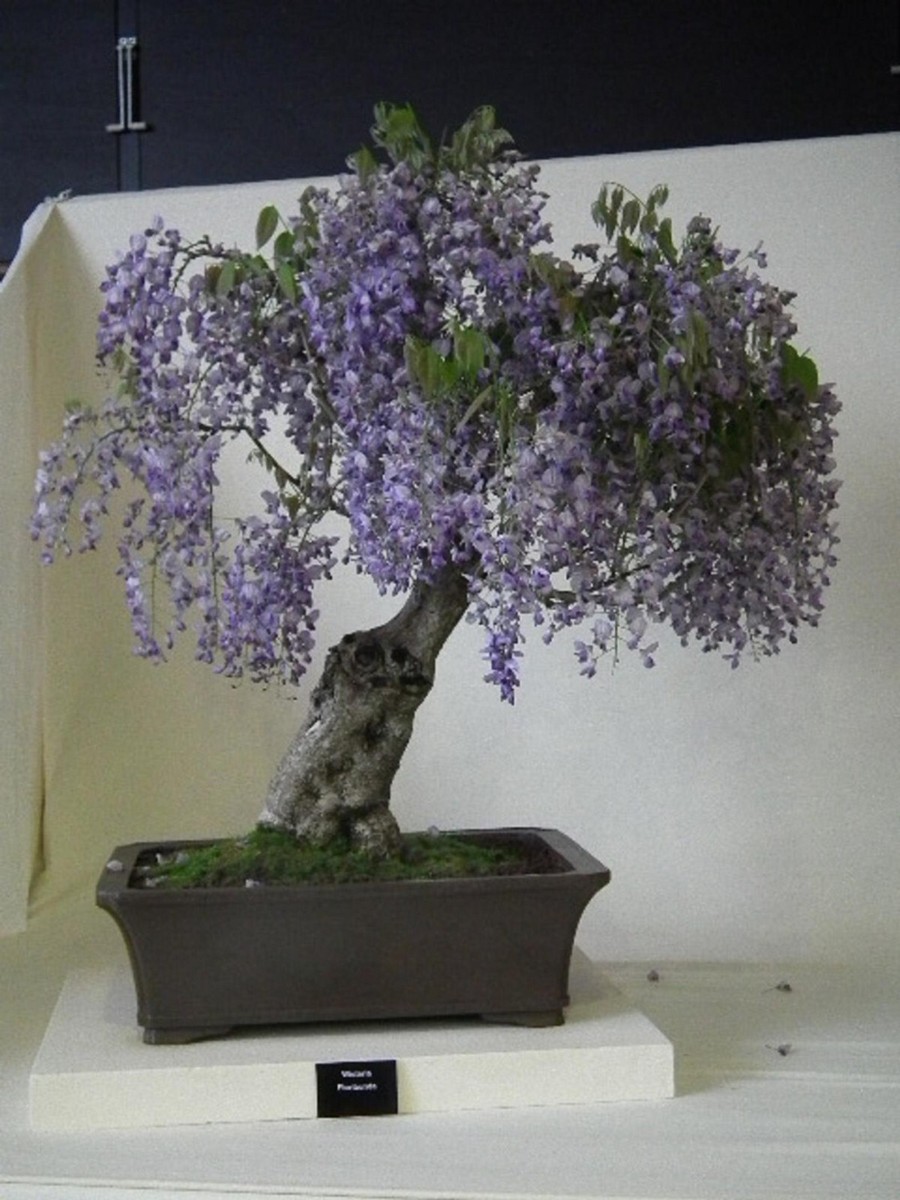 Paulownia tomentosa, Empress Tree, Foxglove Tree - 50 to 1000