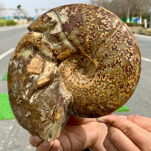 3.74LB Rare! Natural Tentacle Ammonite FossilSpecimen Shell Healing Madagascar - Picture 11 of 24