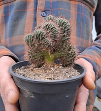 Trcko cereus paka noi x Harrisia tetracantha cristata crested cod.  ebay-P036