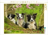 Calvendo Puzzle Border Collie Family | 1000 Pieces, Finished Size 25.2 × 18.9 In