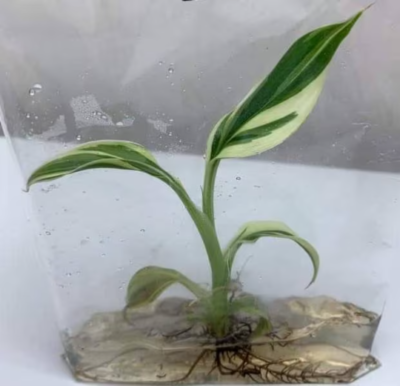 Rare Musa NONO Banana Variegated Tissue Culture Plants (Random) with  Phyto. | eBay