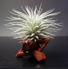 Tectorum Ecuador Air Plant Wholesale Beautiful Tillandsia