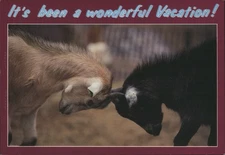 It's been wonderful Vacation! Baby Goats Head-Butting John Avery Postcard