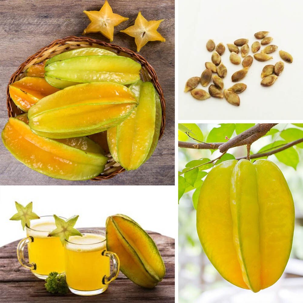 Star Fruit Averrhoa Carambola Bell Seedling Potted Starfruit Plant Tree