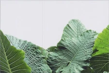 Large Green Leafy Plant Top  ~ Brand New 2024 Image Card 4"x6" 11429.2