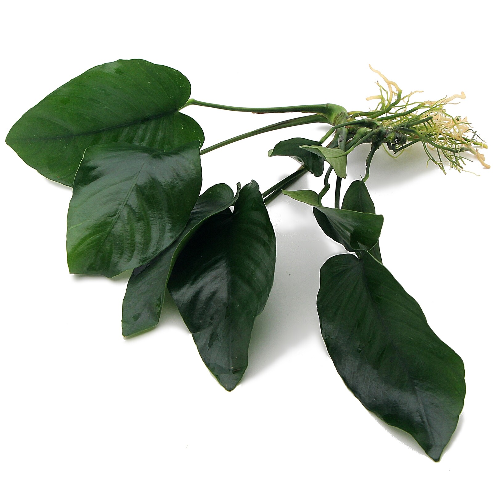 Anubias nangi Live Aquarium Plants Tropical Aquascaping Fish Tank K2AQUA