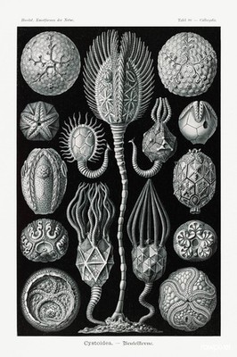   Scientific Illustration Poster - Ernst Haeckel Art Print - 24x36  - Premium
