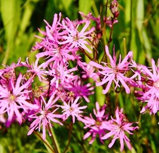 4000x Lychnis Flos Cuculi Ragged Robin Seeds - Perennial Flower