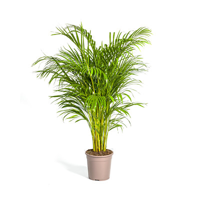 Dypsis Areca Lutescens Ø24cm -  140cm