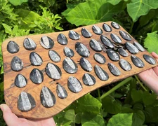 1  x Orthoceras Fossil, Fossilized Ancient Cephalopod (465+ Million Years Old)