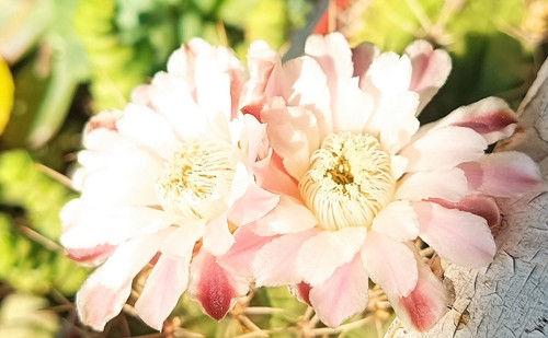 Gymnocalycium castellanosii grandes cactus antiguos cactus suculentos planta viva regalo gratuito - Imagen 7 de 7