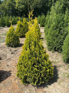 Thuja Seeds | eBay