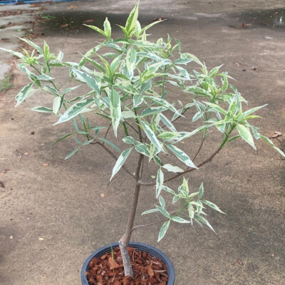 Baobab Adansonia Za Variegated Grafted Plant Fruit Tree Tropical