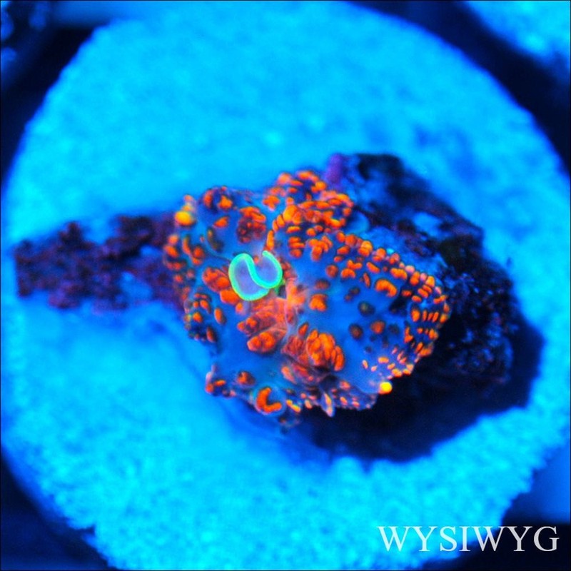 Corals of Eden ~ WYSIWYG Live Coral Frag ~ Doomsday Rhodactis Mushroom - LPS