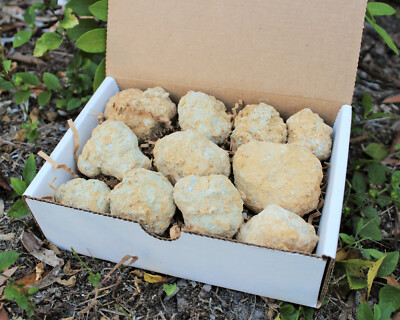 Break Your Own Geodes Gift Box: 8 - 12 Pieces (Unopened Crystal Quartz Geodes)