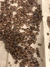 Flash SALE 100 Ylang-ylang tree Fresh seeds handpicked Ripe Fruit