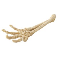 Aqua Della Skelett Hand Aquariumdekoration 26,8X9,4X4,5 Cm Ungiftig Meerwasser