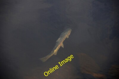 Photo 6x4 Brown Trout (Salmo trutta), Ledcrieff Loch Kettins A very batte c2013
